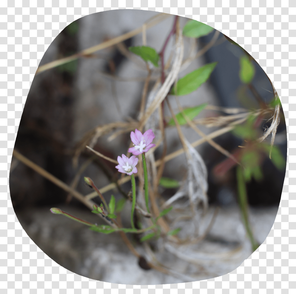 Some Wildflowers Gentians, Plant, Vegetation, Acanthaceae, Geranium Transparent Png