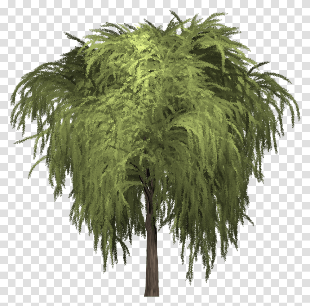 Some Willows Are Low Growing Or Creeping Shrubs Shrub, Tree, Plant, Crystal Transparent Png