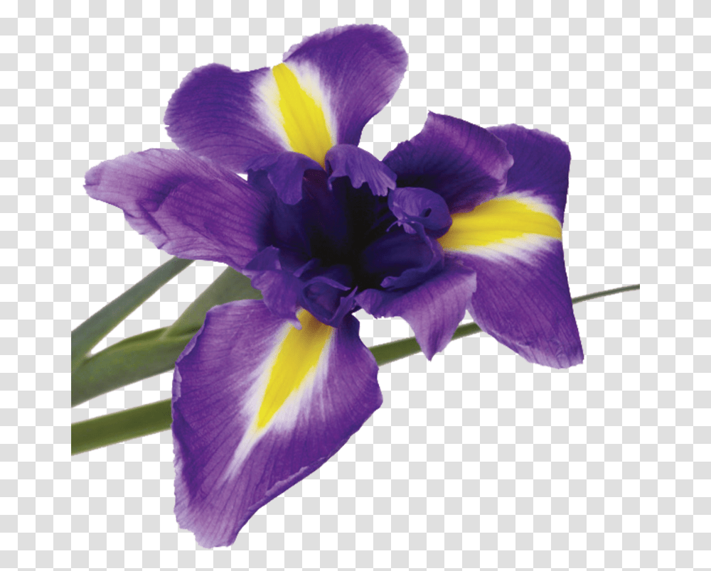 Something Purple And Yellow, Iris, Flower, Plant, Blossom Transparent Png