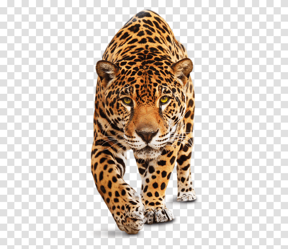 Sometimes It Just Feels Like A Drop In The Ocean Animal, Panther, Wildlife, Mammal, Leopard Transparent Png