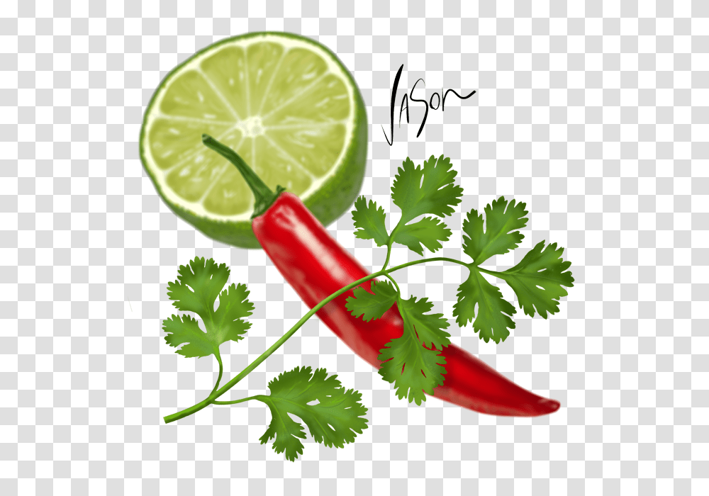 Sometimes Referred To As Chinese Parsley Or Cilantro, Lime, Citrus Fruit, Plant, Food Transparent Png