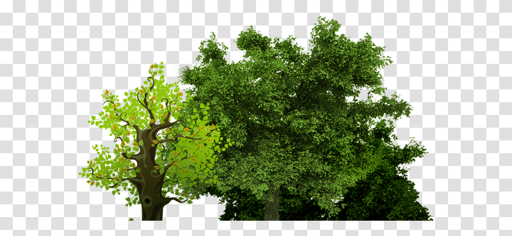 Song Garden Music Group Small Oak Tree, Plant, Leaf, Nature, Outdoors Transparent Png