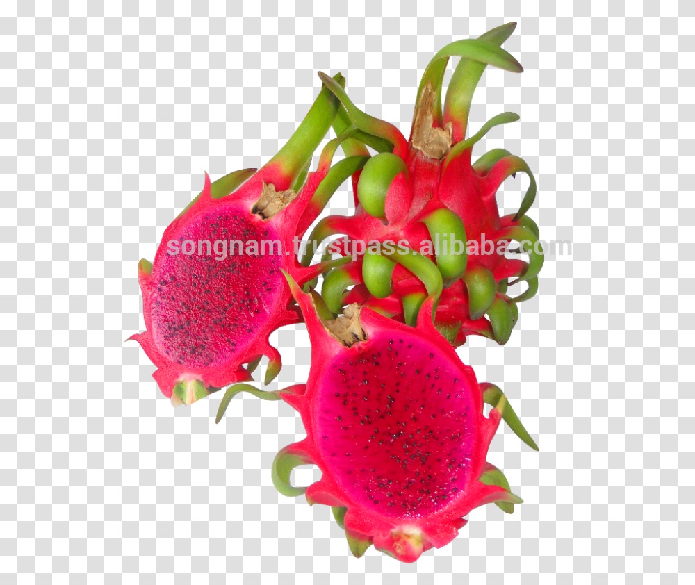 Song Nam Red Flesh Dragon Fruit From Pitaya, Plant, Flower, Blossom, Pollen Transparent Png