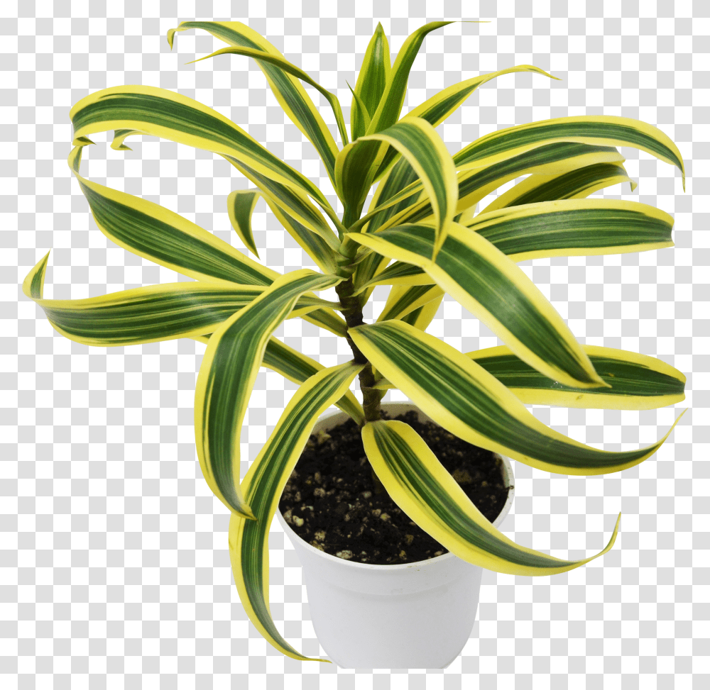 Song Of India Plant Transparent Png