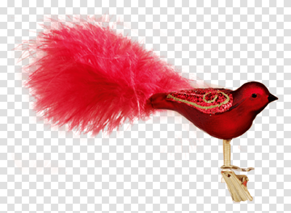 Songbird, Apparel, Animal, Feather Boa Transparent Png