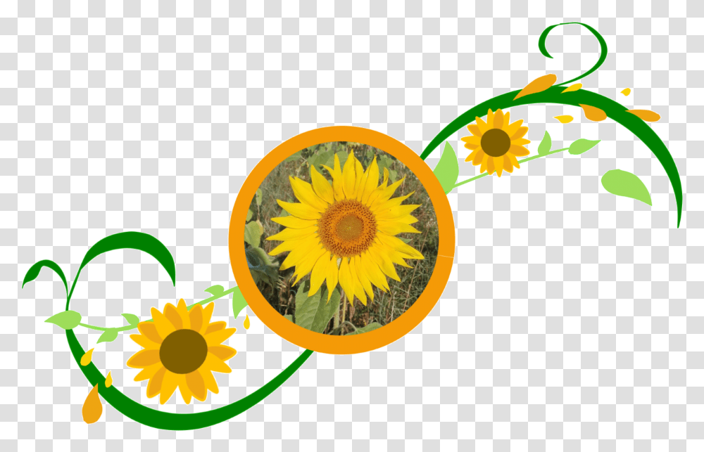 Sonnenblumemitranke Sunflower Clipart Full Size Clipart Fresh, Plant, Blossom, Graphics, Pollen Transparent Png