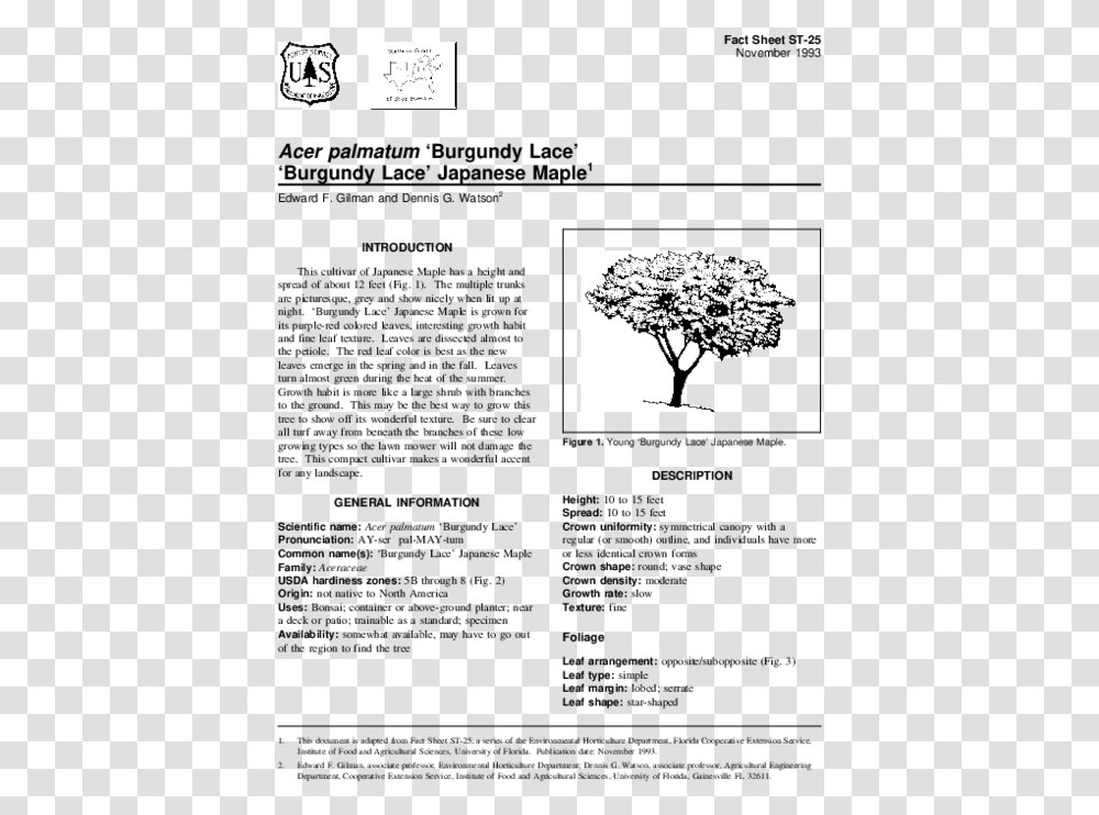 Sophora Princeton Upright Tree, Plant, Oak, Leaf, Conifer Transparent Png
