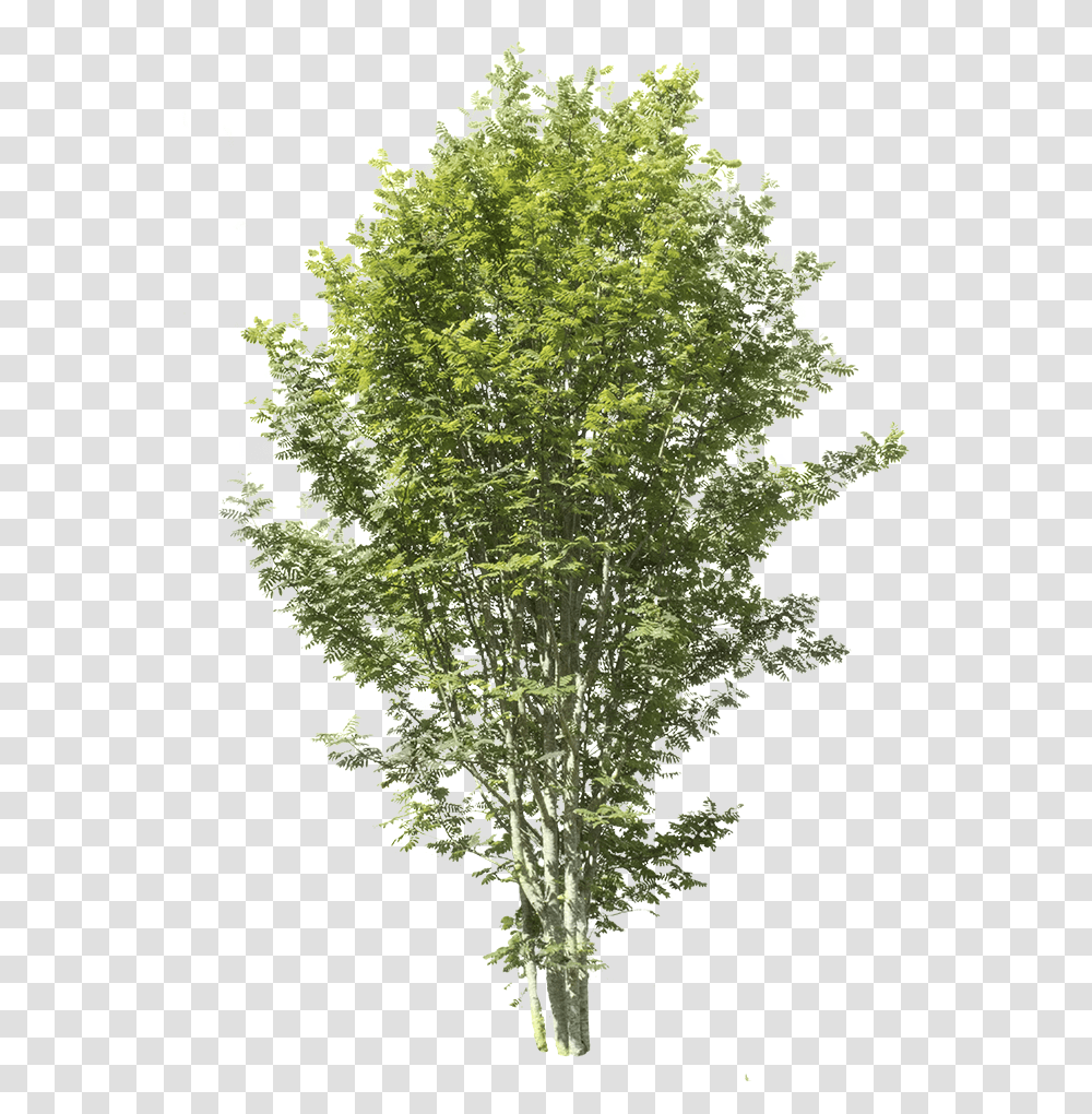 Sorbus Aucuparia Apple Tree Without Fruits, Plant, Maple, Bonsai, Potted Plant Transparent Png