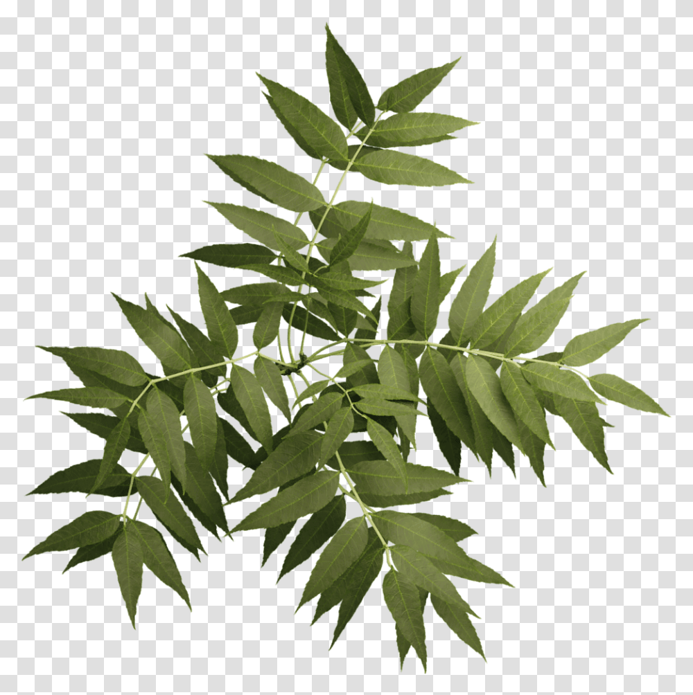 Sorbus, Leaf, Plant, Fern, Tree Transparent Png