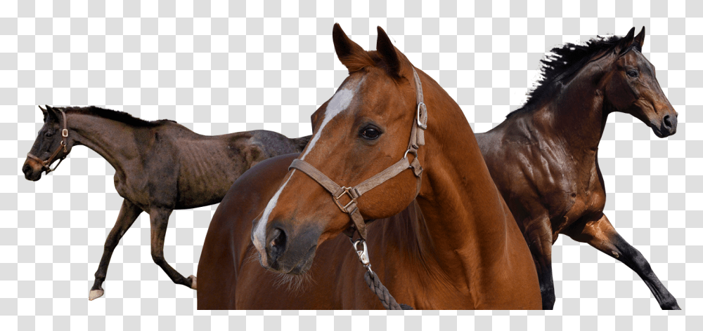 Sorrel, Horse, Mammal, Animal, Colt Horse Transparent Png