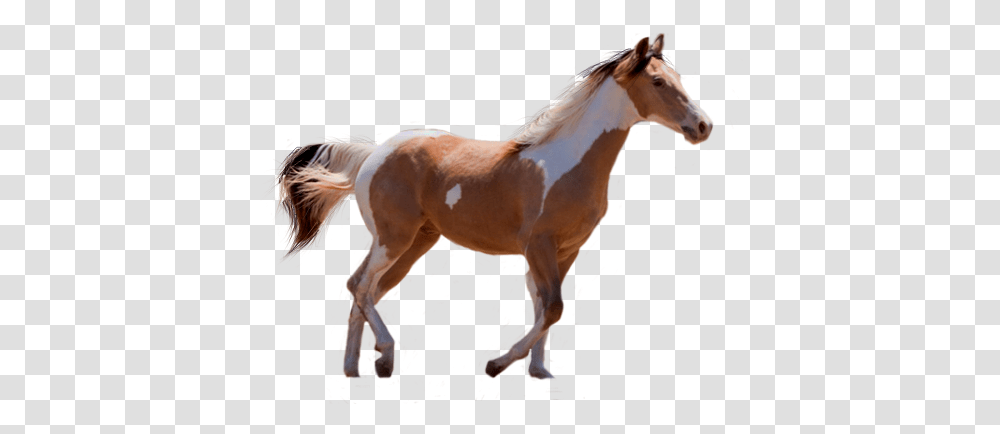 Sorrel, Horse, Mammal, Animal, Colt Horse Transparent Png