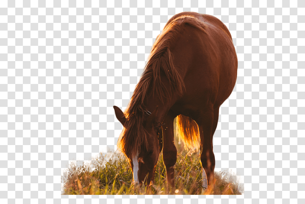 Sorrel, Horse, Mammal, Animal, Field Transparent Png