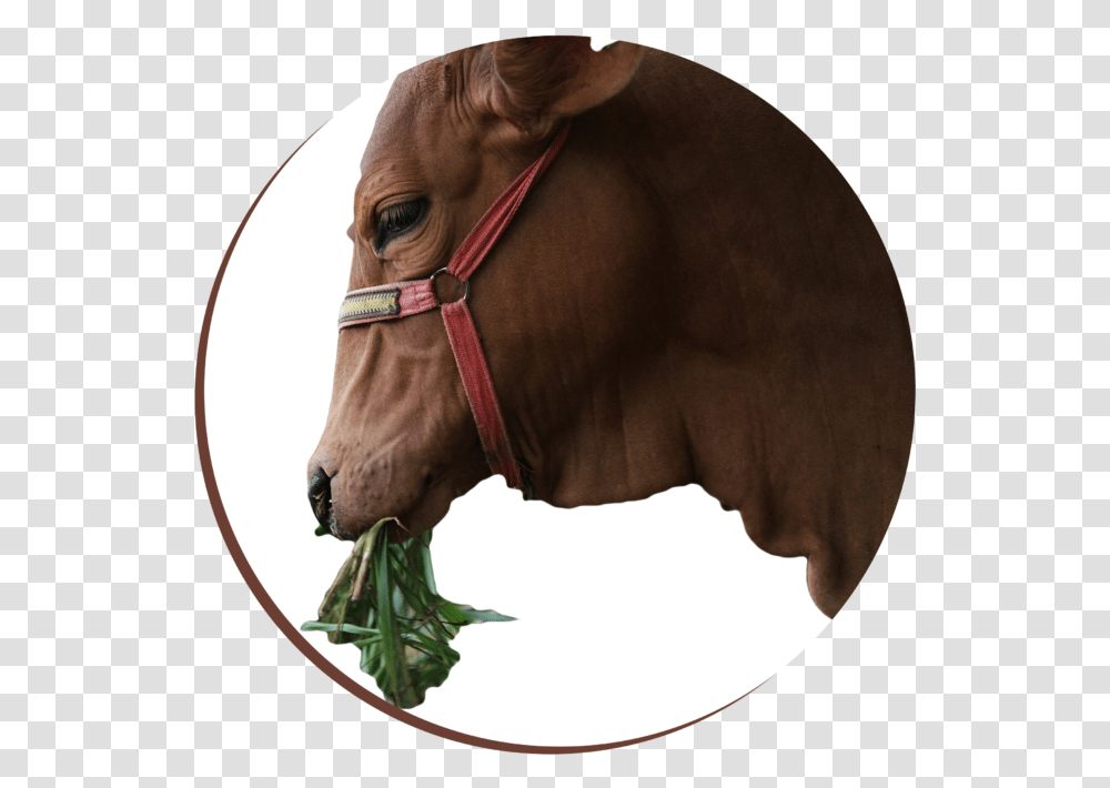 Sorrel, Horse, Mammal, Animal, Plant Transparent Png