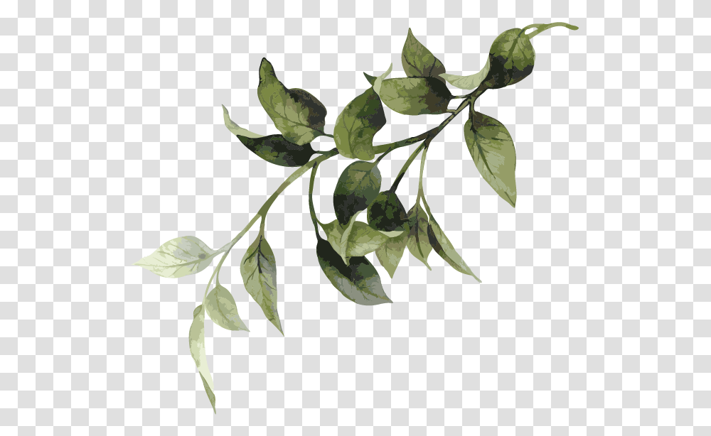 Sorrow Of War Book Twig, Leaf, Plant, Annonaceae, Tree Transparent Png