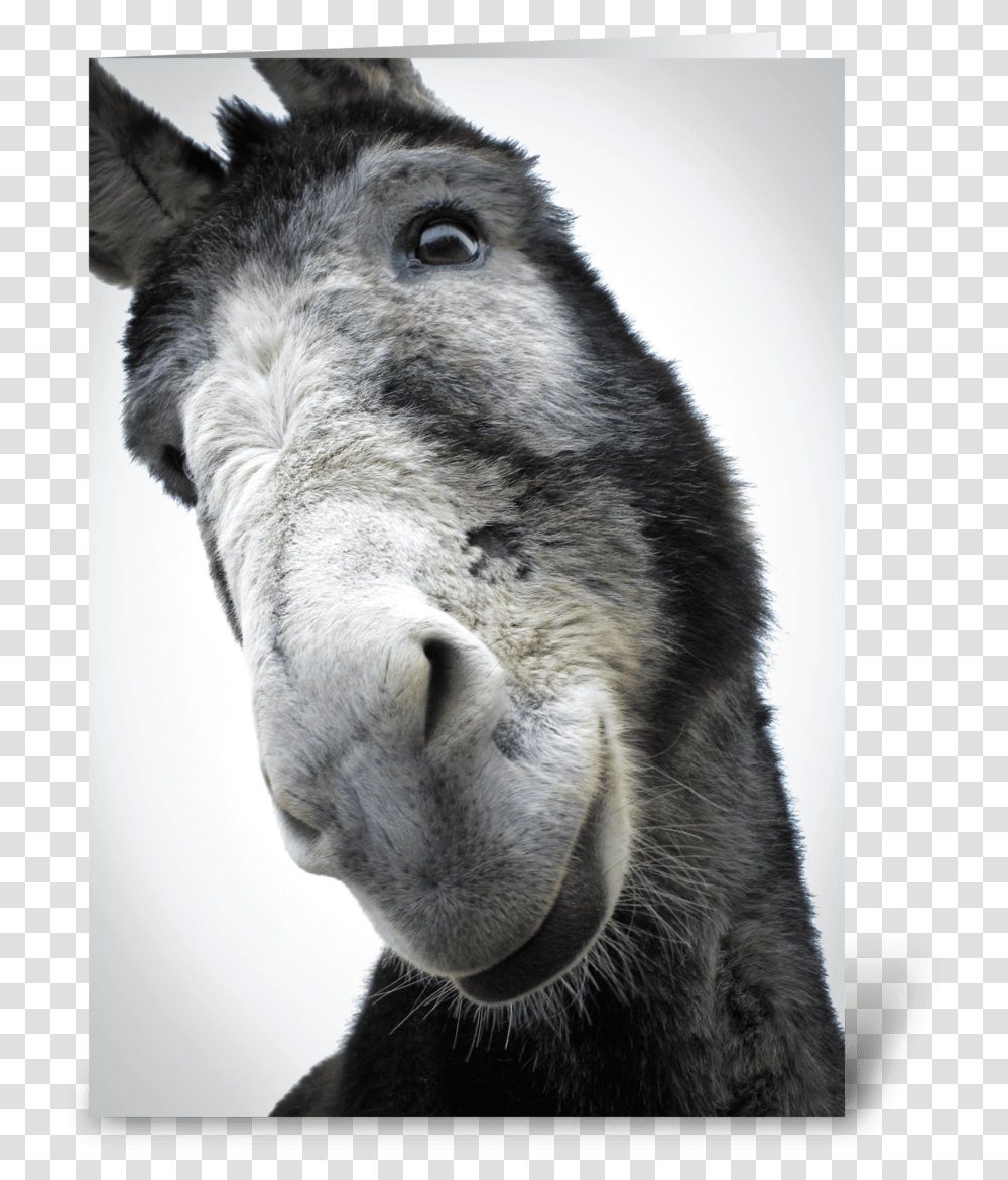 Sorry For Being Such An Ass Greeting Card Burro, Mammal, Animal, Donkey, Dog Transparent Png