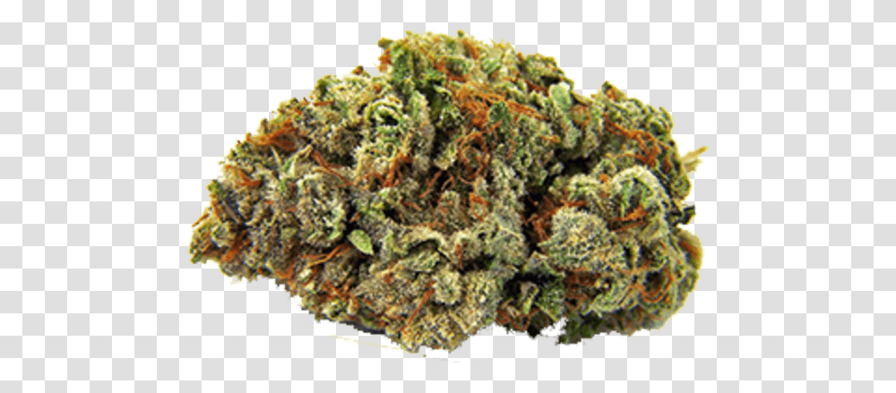 Sour Gorilla Glue, Plant, Weed, Bud, Sprout Transparent Png
