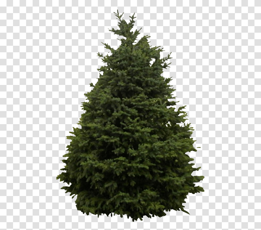 Source Wpclipart Com Bare Christmas Tree Pine Evergreen, Ornament, Plant, Fir, Abies Transparent Png