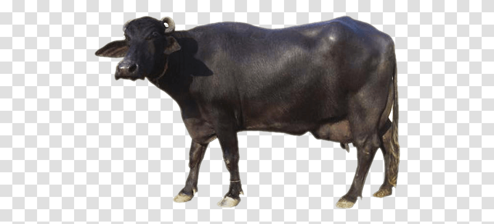 Sourced From Indian Buffalo Breeds Ox, Bull, Mammal, Animal, Cow Transparent Png