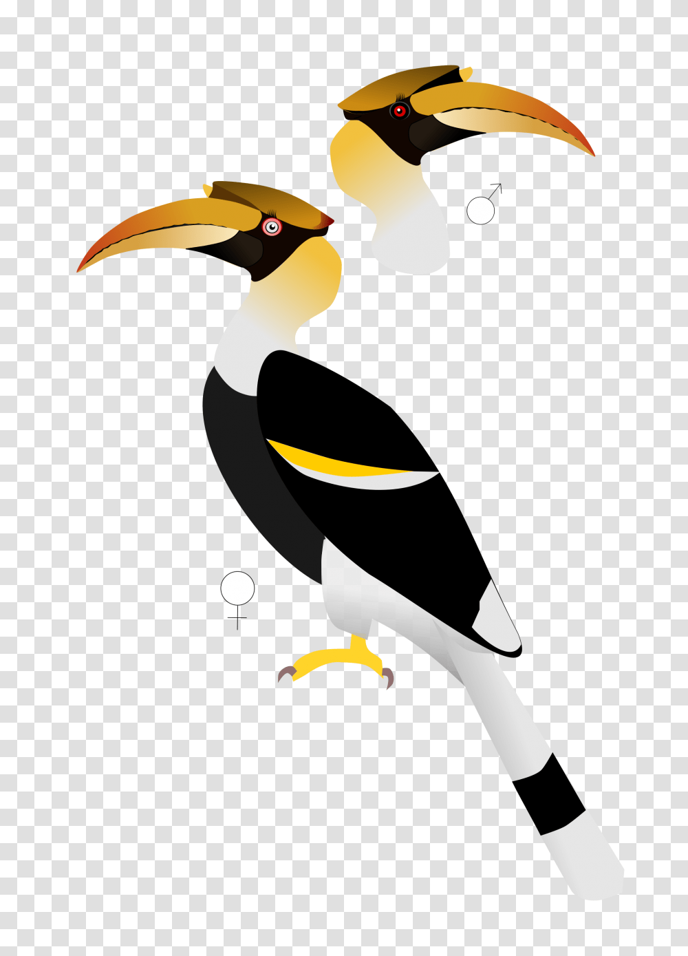 South America Clipart Hornbill, Beak, Bird, Animal, Toucan Transparent Png