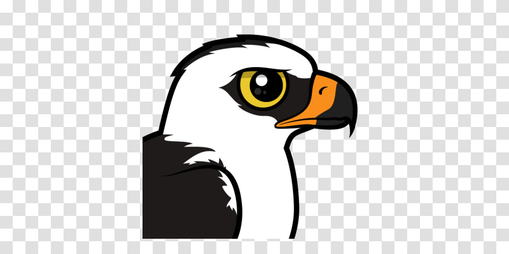 South America Clipart Tropical Bird, Beak, Animal, Eagle, Bald Eagle Transparent Png