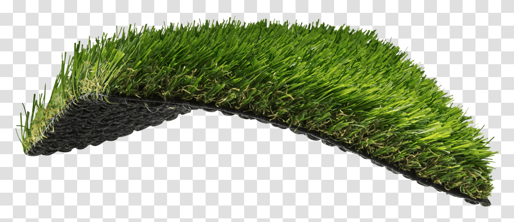 South Atlantic Inspired Sweet Grass, Plant, Vegetation, Lawn, Leaf Transparent Png