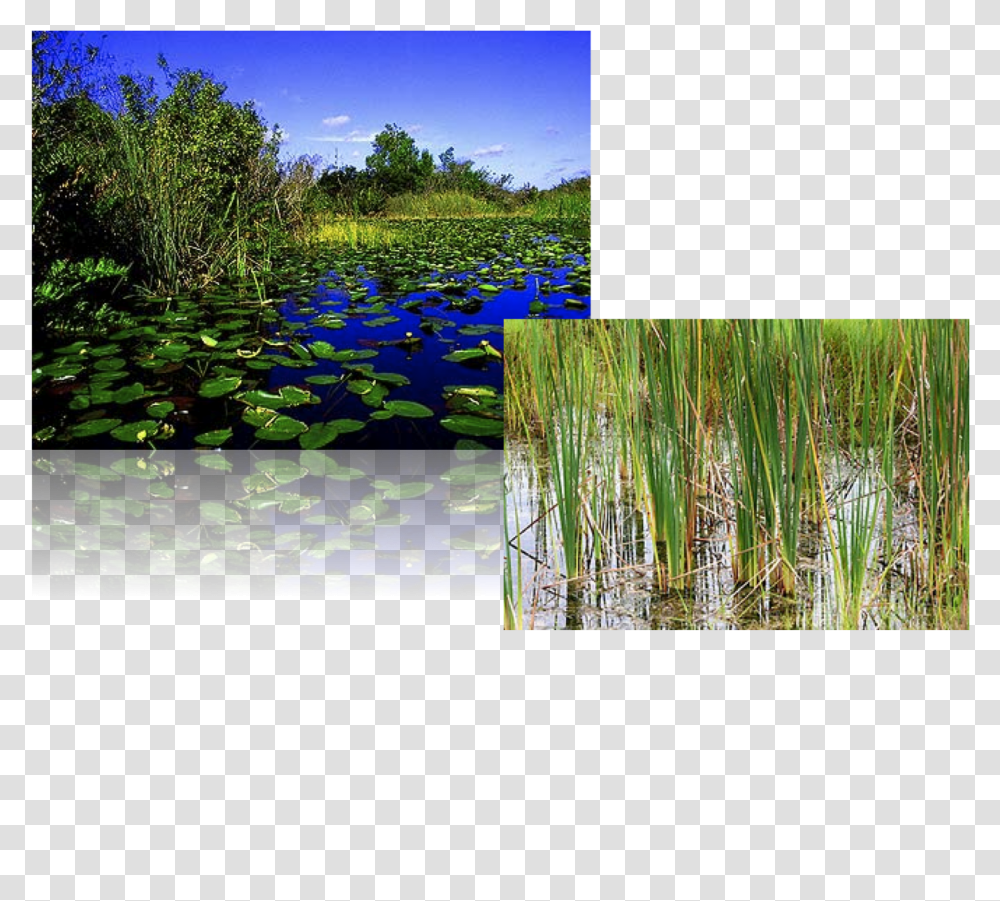 South Florida Everglades, Collage, Poster, Advertisement, Land Transparent Png
