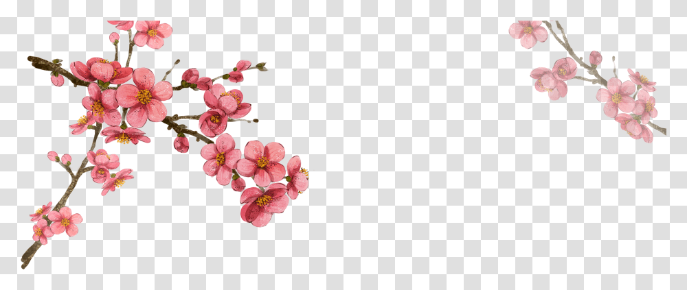 South Korea Flower Illustration Korean Cherry Blossom Drawing, Plant Transparent Png