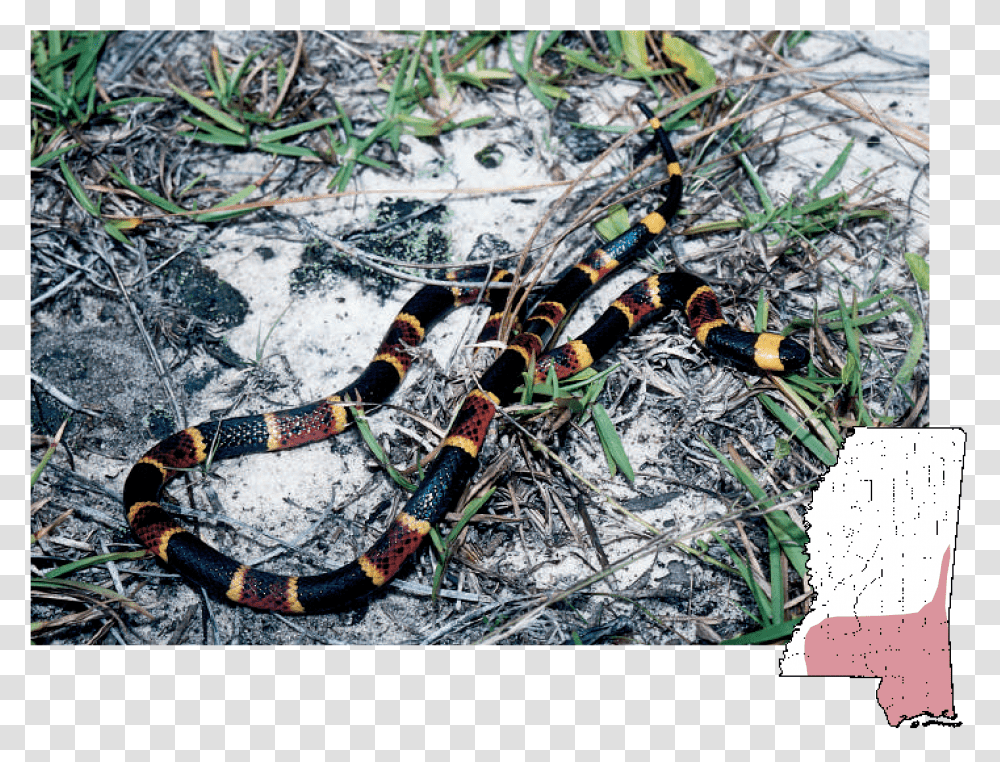 South Mississippi Snakes, King Snake, Reptile, Animal, Person Transparent Png