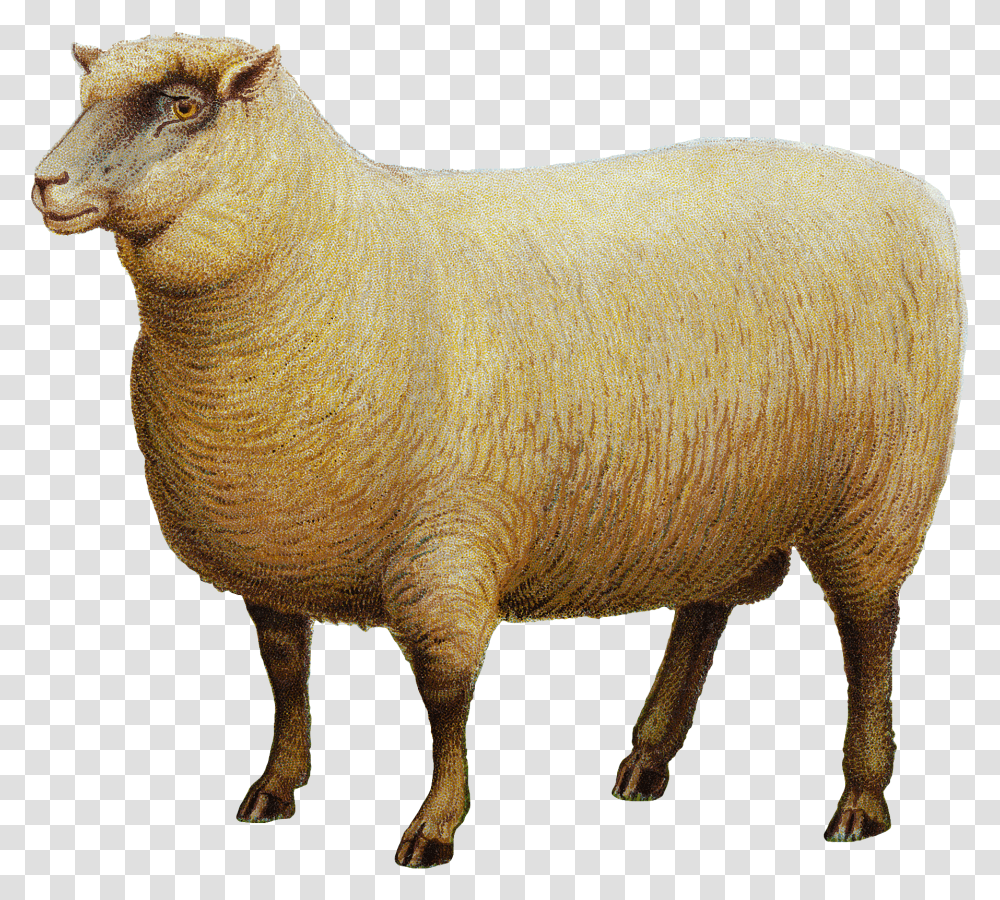Овца без фона