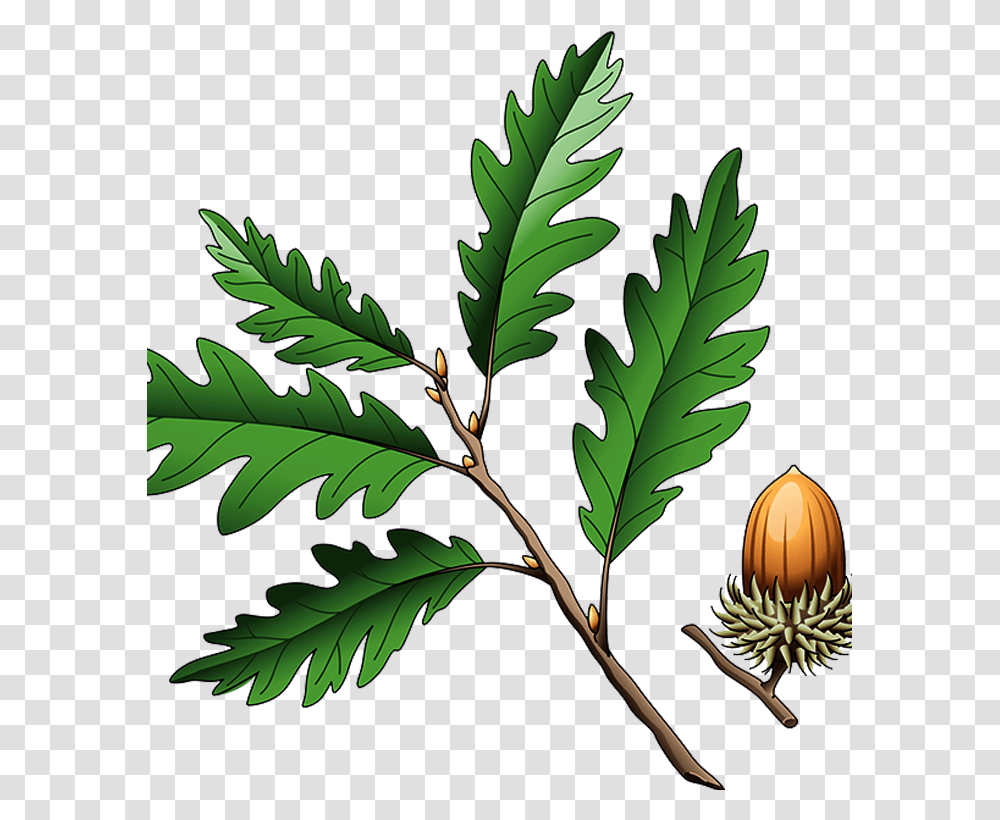 Southern Live Oak Quercus Coccinea Quercus Cerris Illustration Oak, Leaf, Plant, Dinosaur, Reptile Transparent Png