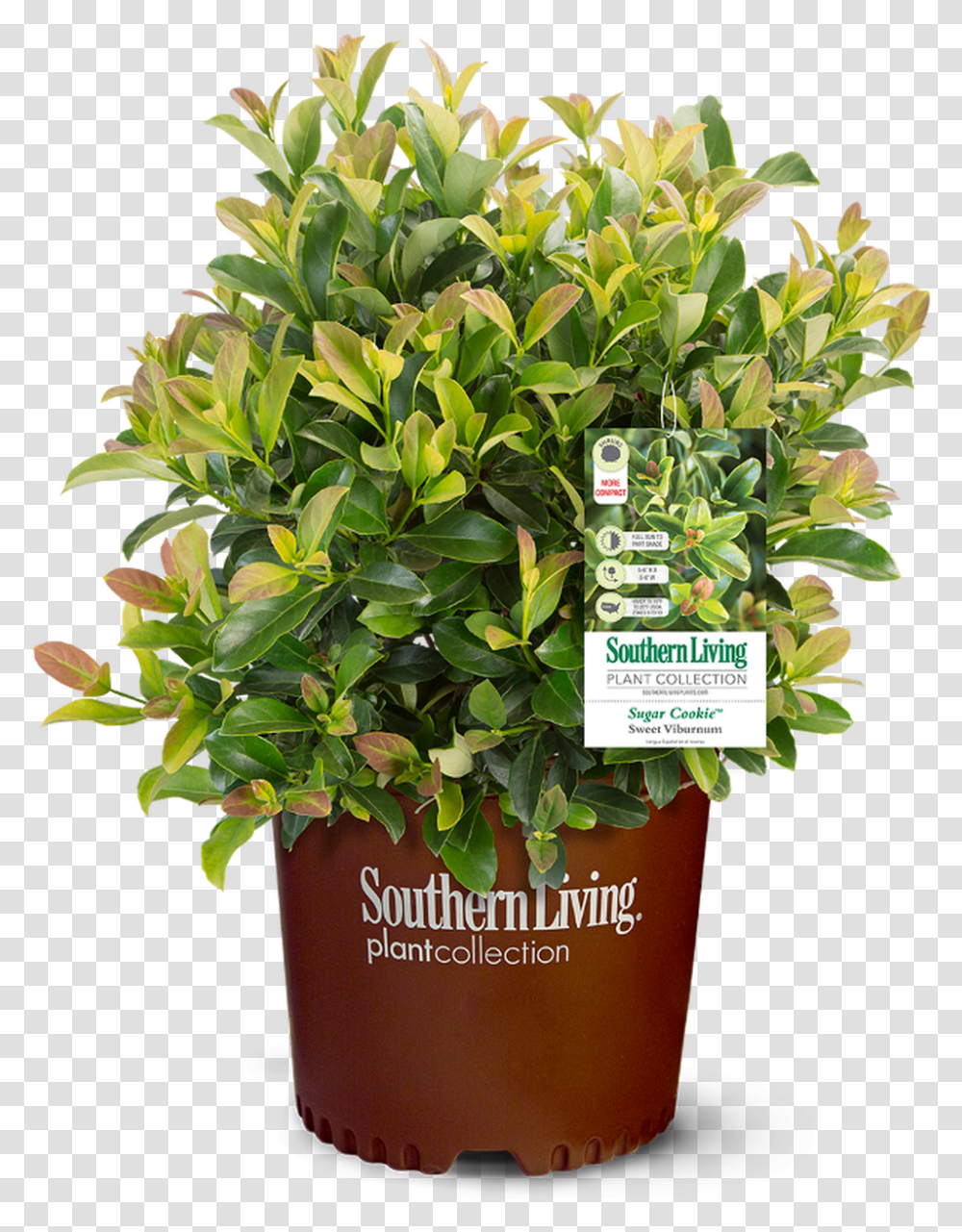 Southern Living, Plant, Potted Plant, Vase, Jar Transparent Png
