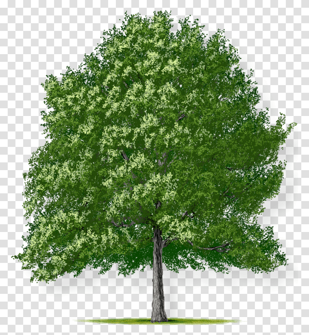 Southern Red Oak, Plant, Tree, Tree Trunk, Maple Transparent Png