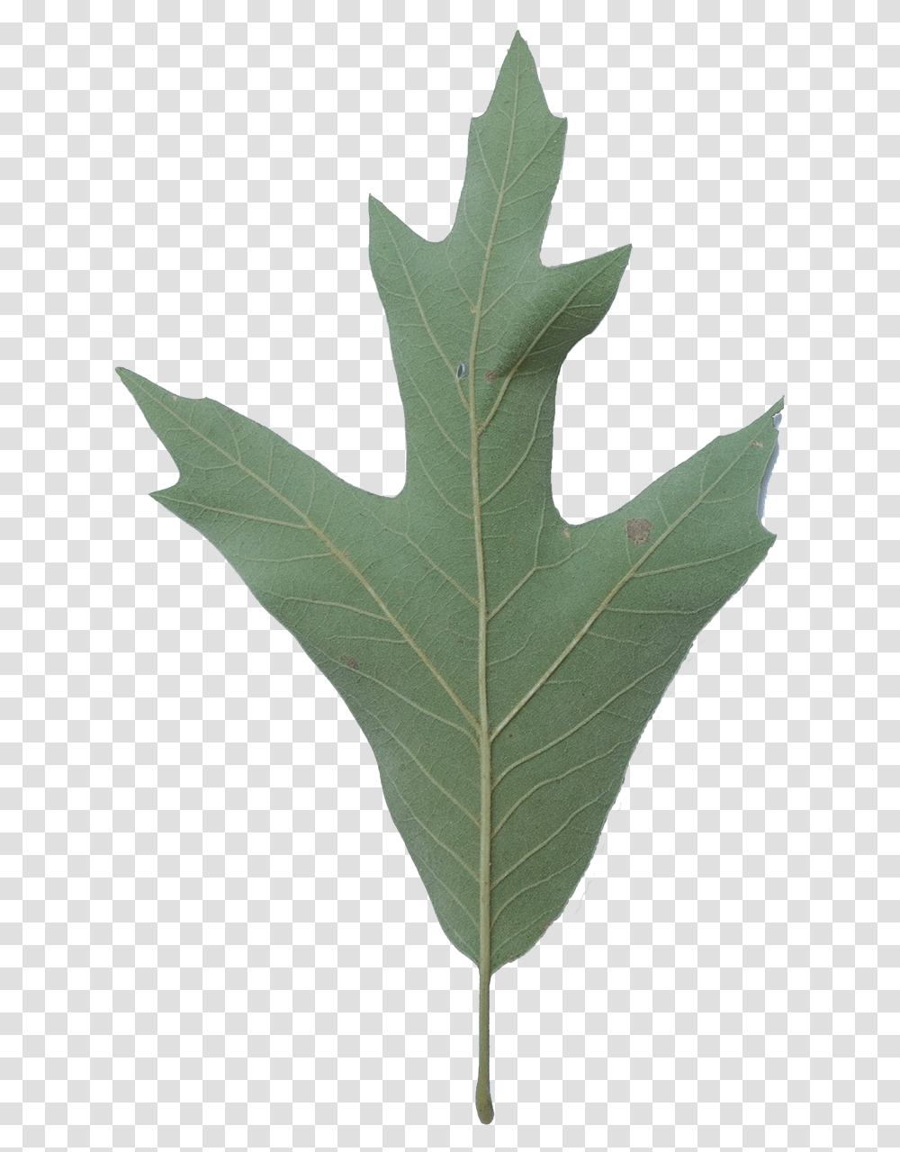 Southern Red Oak Tree Leaf, Plant, Maple Leaf, Person, Human Transparent Png