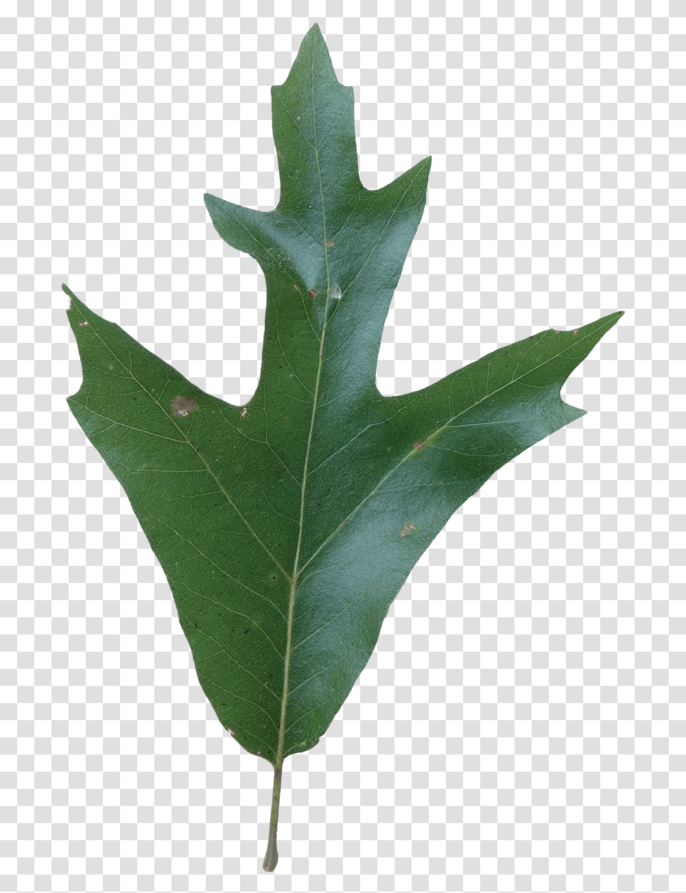 Southern Red Oak Tree Leaves, Leaf, Plant, Maple Leaf Transparent Png