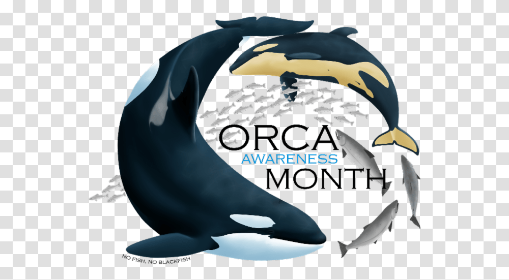 Southern Resident Orca Body, Helmet, Apparel, Mammal Transparent Png