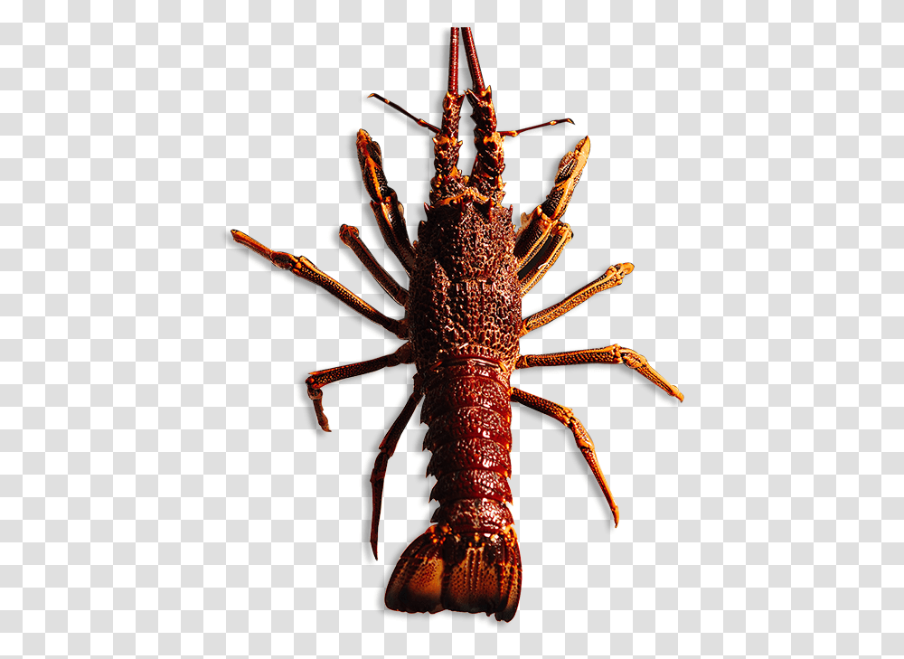 Southern Rock Lobster Australia, Seafood, Sea Life, Animal, Crawdad Transparent Png