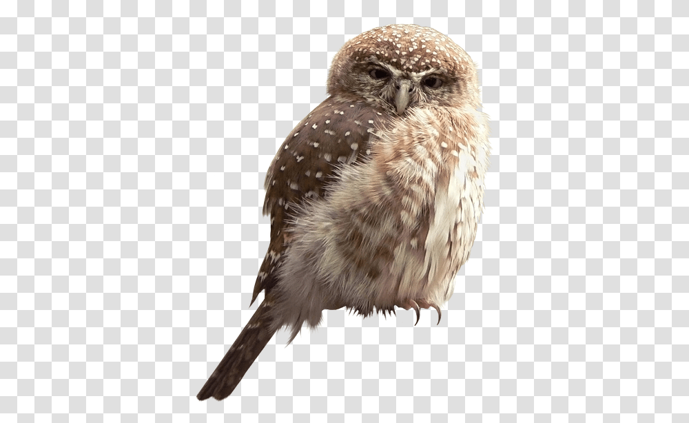 Sovenok Sova Filin Ptica Eule Uhu Vogel Hibou Hate Winter Funny, Bird, Animal, Owl, Beak Transparent Png