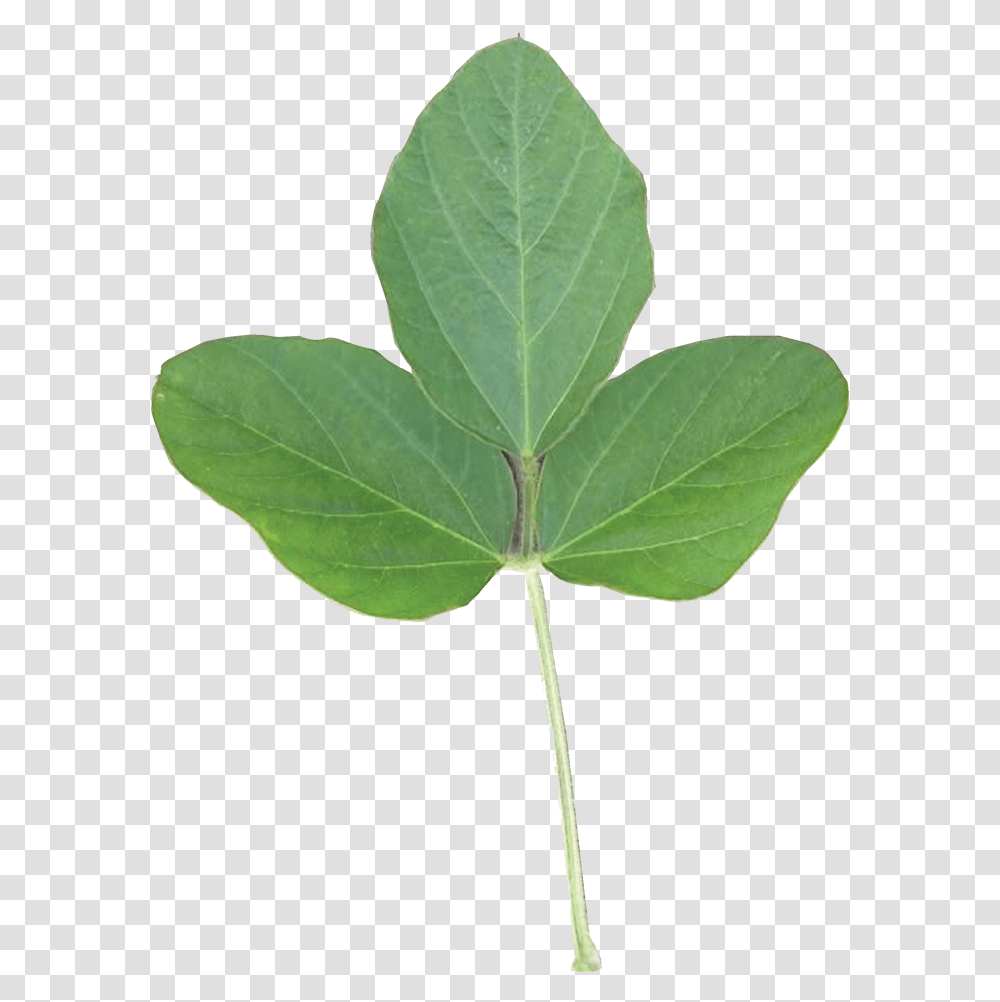 Soy Leaf, Plant, Tree, Annonaceae, Oak Transparent Png