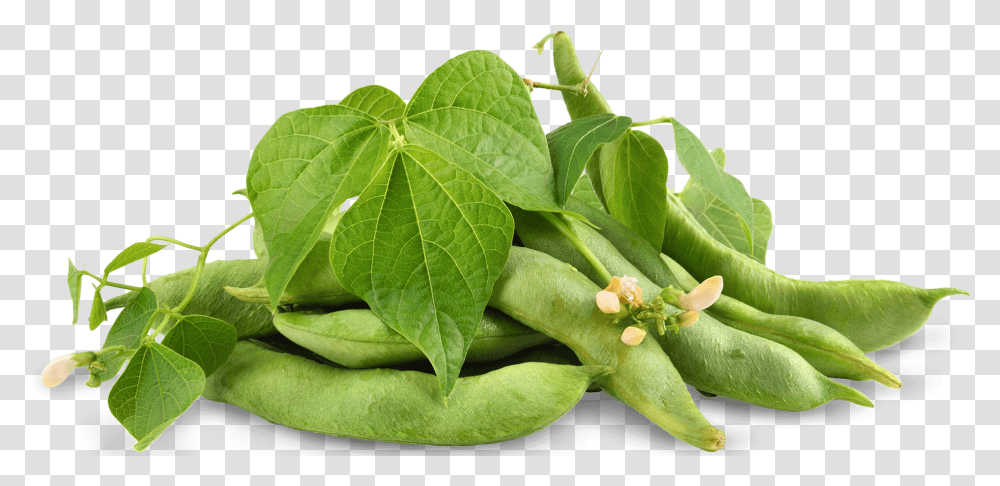 Soybean Edamame Leaves, Plant, Leaf, Food, Vegetable Transparent Png