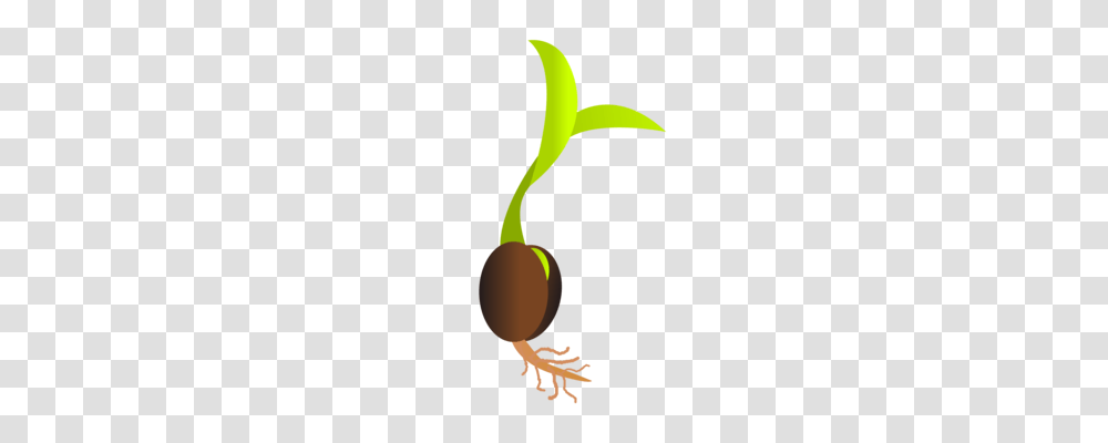 Soybean Sprout Sprouting, Plant, Animal, Reptile, Gecko Transparent Png