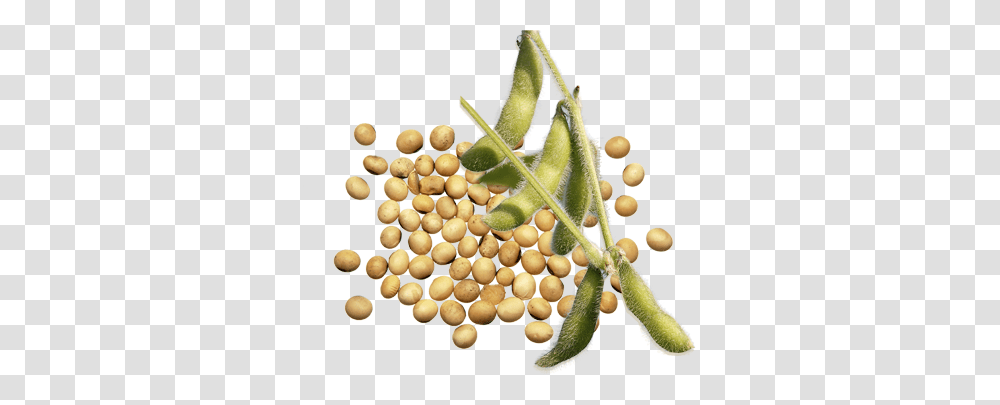 Soybean, Vegetable, Plant, Food, Nut Transparent Png