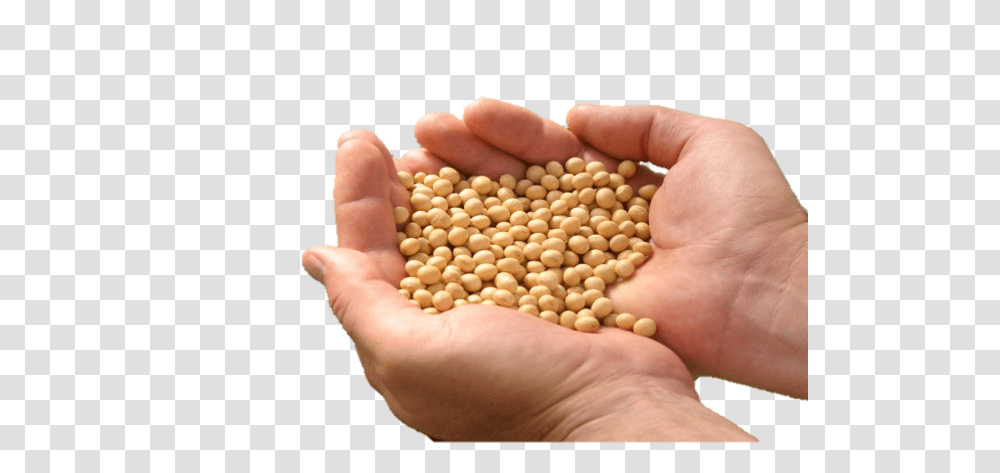 Soybean, Vegetable, Plant, Person, Human Transparent Png