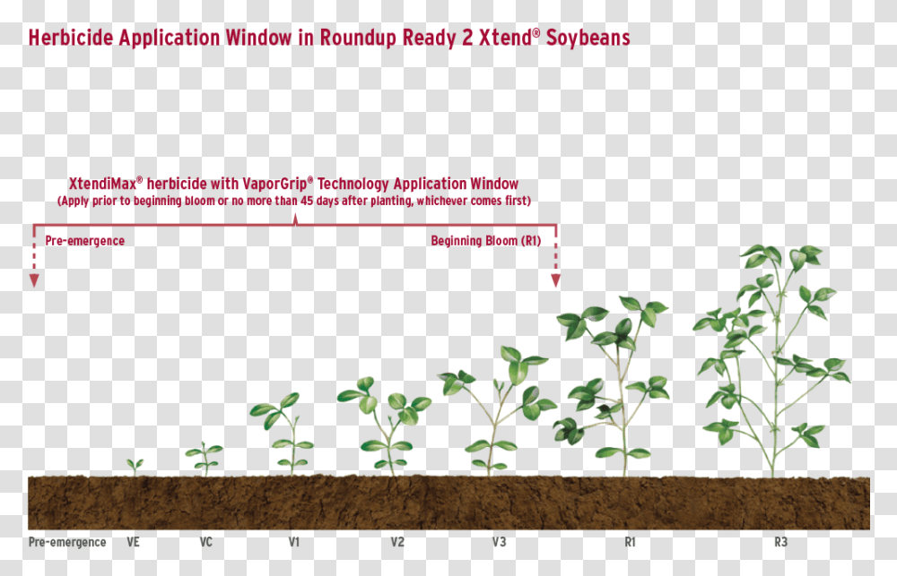 Soybeans Houseplant, Vegetation, Outdoors, Soil, Land Transparent Png