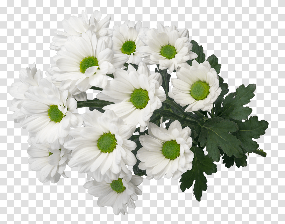 Sp My White 3d2 Oxeye Daisy, Plant, Flower, Blossom, Daisies Transparent Png