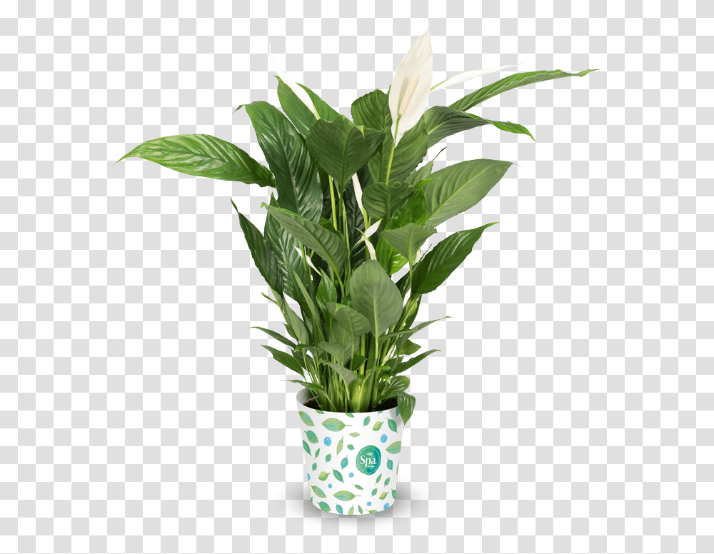 Spa Bird Of Paradise In Red Pot, Plant, Leaf, Flower, Blossom Transparent Png
