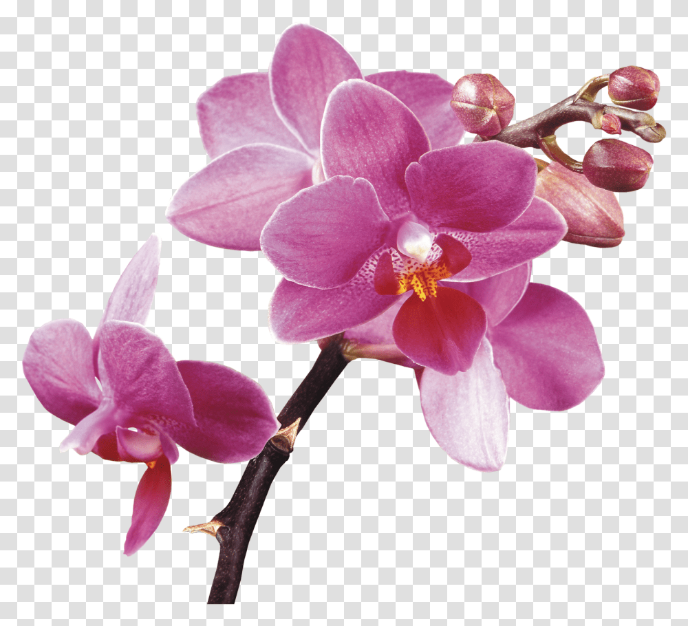 Spa Flower Orchids Free Hq Image Hd Orchid Flowers Background, Plant, Blossom, Geranium Transparent Png
