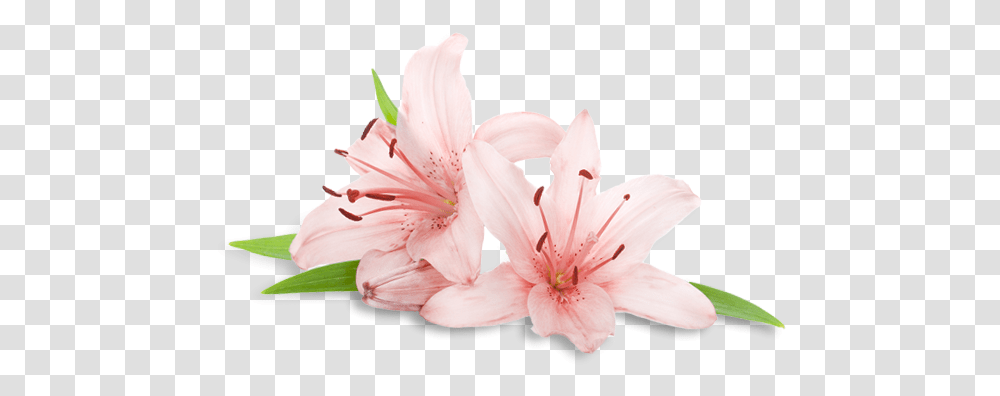 Spa Flowers Spa Flower, Plant, Blossom, Lily, Amaryllis Transparent Png