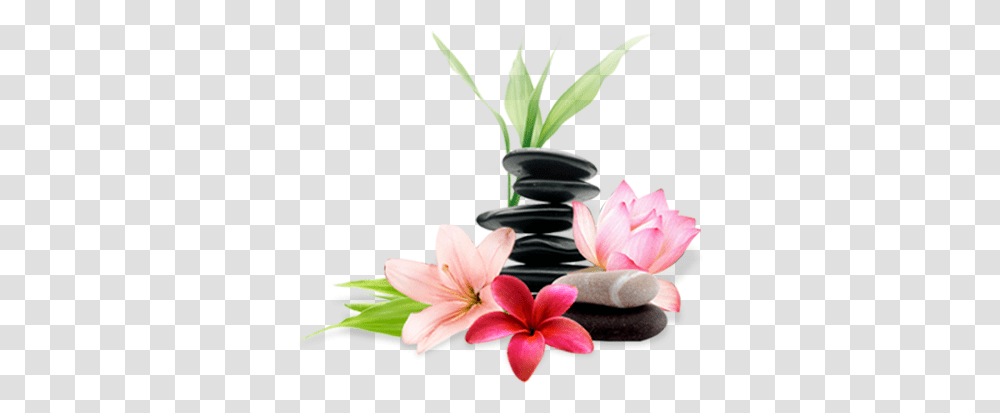 Spa Spa, Plant, Flower, Petal, Anther Transparent Png
