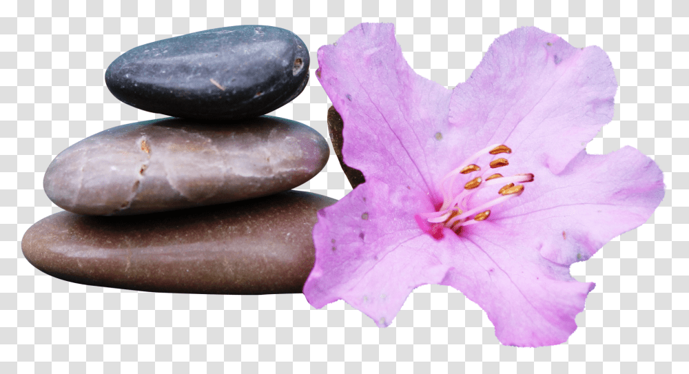 Spa Stone Image Spa With Background, Plant, Geranium, Flower, Blossom Transparent Png