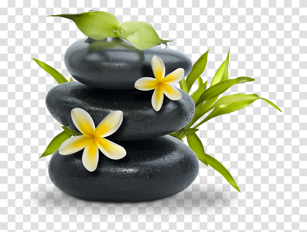 Spa Stones Spa Background, Plant, Flower, Blossom, Fungus Transparent Png